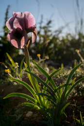 Al-Arz;Iris;Iris-Cedreti;Kaleidos;Kaleidos-images;Lebanon;Middle-East;Near-East;Proche-Orient;Tarek-Charara;Flowers;Endemic;Endangered-species;Endemic-species;Critically-endangered;Critically-endangered-species